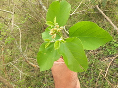 Cordia domestica