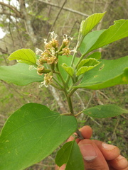 Cordia domestica