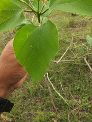 Cordia domestica