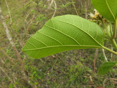 Cordia domestica