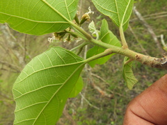 Cordia domestica