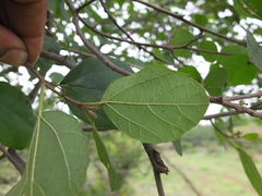 Cordia domestica