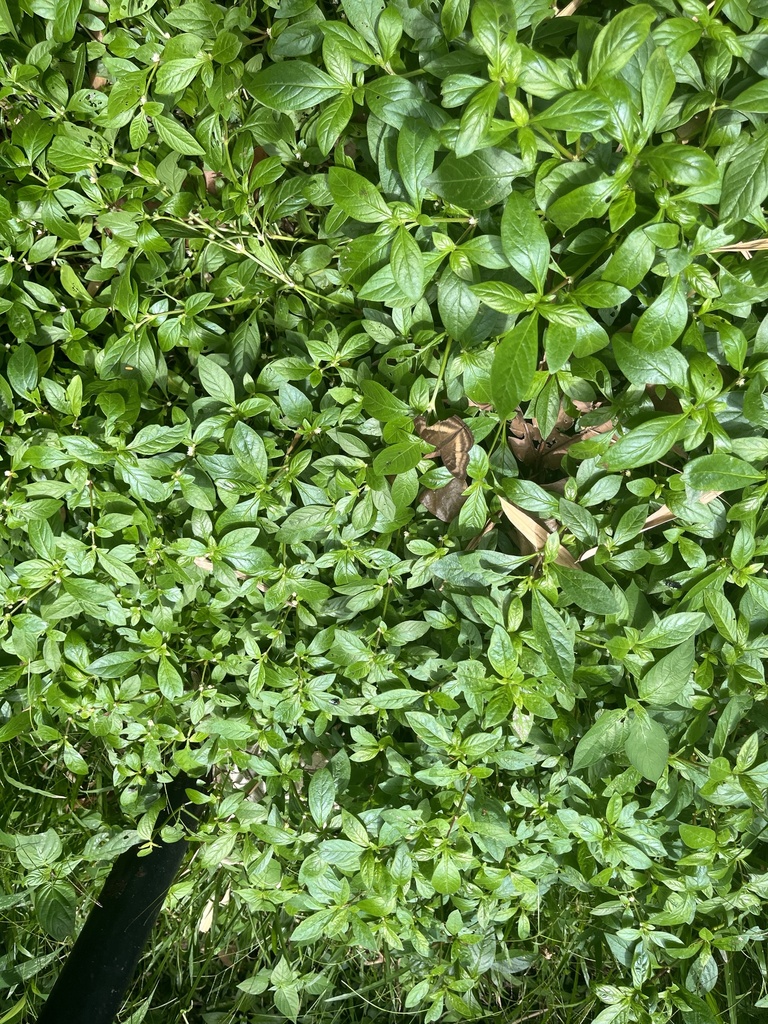 Junonia iphita (Junonia iphita)