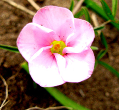 Oxalis ciliaris