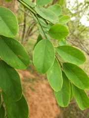 Dalbergia lanceolaria