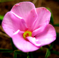 Oxalis ciliaris
