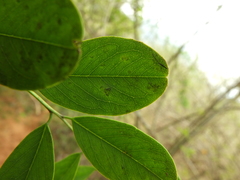 Dalbergia lanceolaria