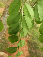 Dalbergia lanceolaria
