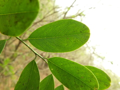 Dalbergia lanceolaria