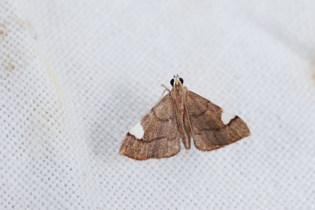 Diathraustodes amoenialis