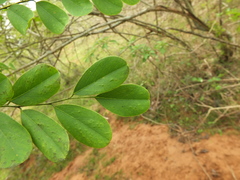 Dalbergia lanceolaria