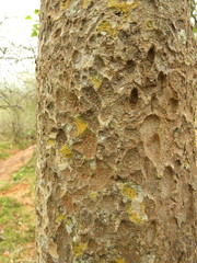 Dalbergia lanceolaria