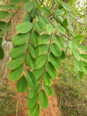 Dalbergia lanceolaria