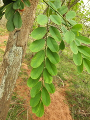 Dalbergia lanceolaria