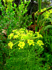 Notobubon ferulaceum