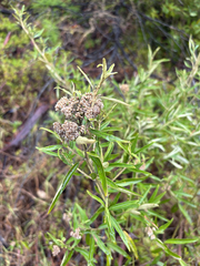Ozothamnus argophyllus