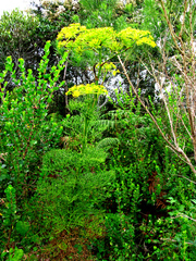 Notobubon ferulaceum