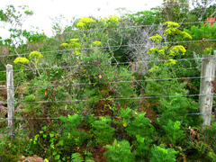 Notobubon ferulaceum