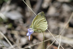 Eurema alitha