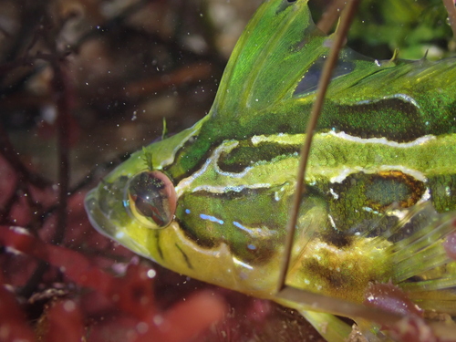 Striped kelpfish (Gibbonsia metzi) — Clinidae — 3