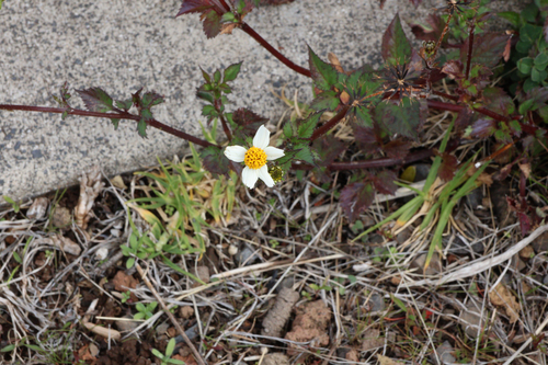 Bidens pilosa observed 2026-01-15