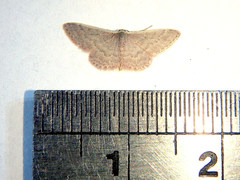 Idaea costaria