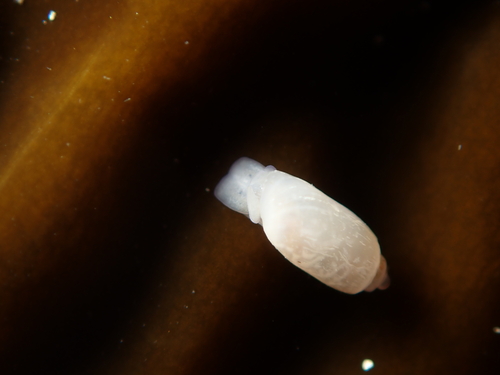 Acteocina harpa observed 2026-01-05