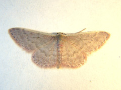 Idaea costaria