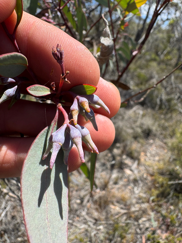 Mallee Boongul (Eucalyptus neutra)