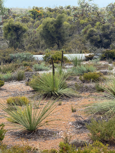 Baarl (Xanthorrhoea platyphylla)