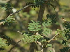 Dichrostachys cinerea