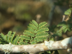 Dichrostachys cinerea