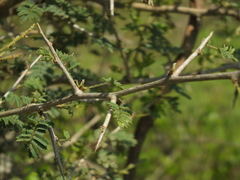 Dichrostachys cinerea