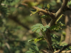 Dichrostachys cinerea