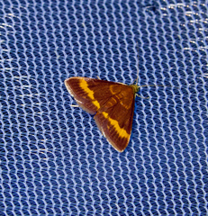 Pyrausta pseuderosnealis