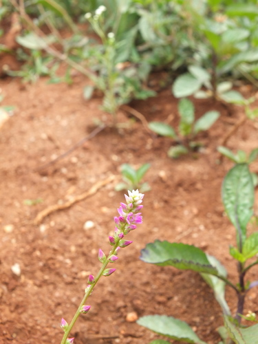 Image of Digera muricata by (c) Siddarth Machado, some rights reserved (CC BY)