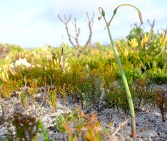 Cyrtanthus leucanthus