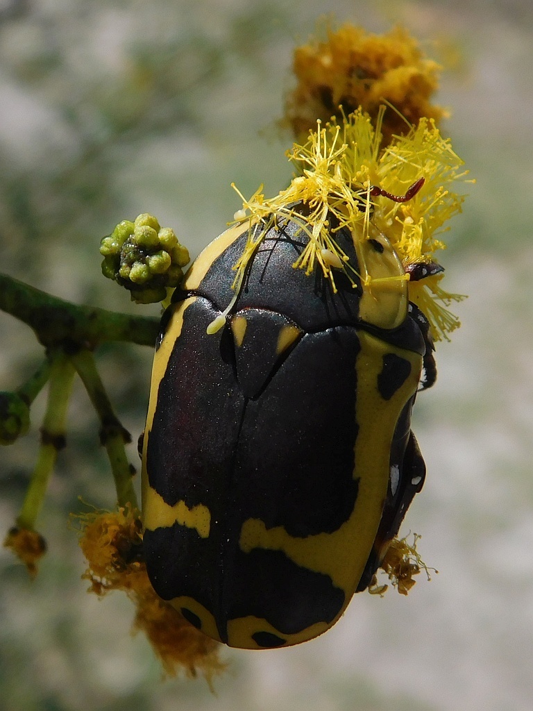 Garden Fruit Chafer from Greyton, 7233, South Africa on February 3 ...