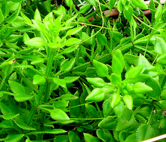 Rubia petiolaris
