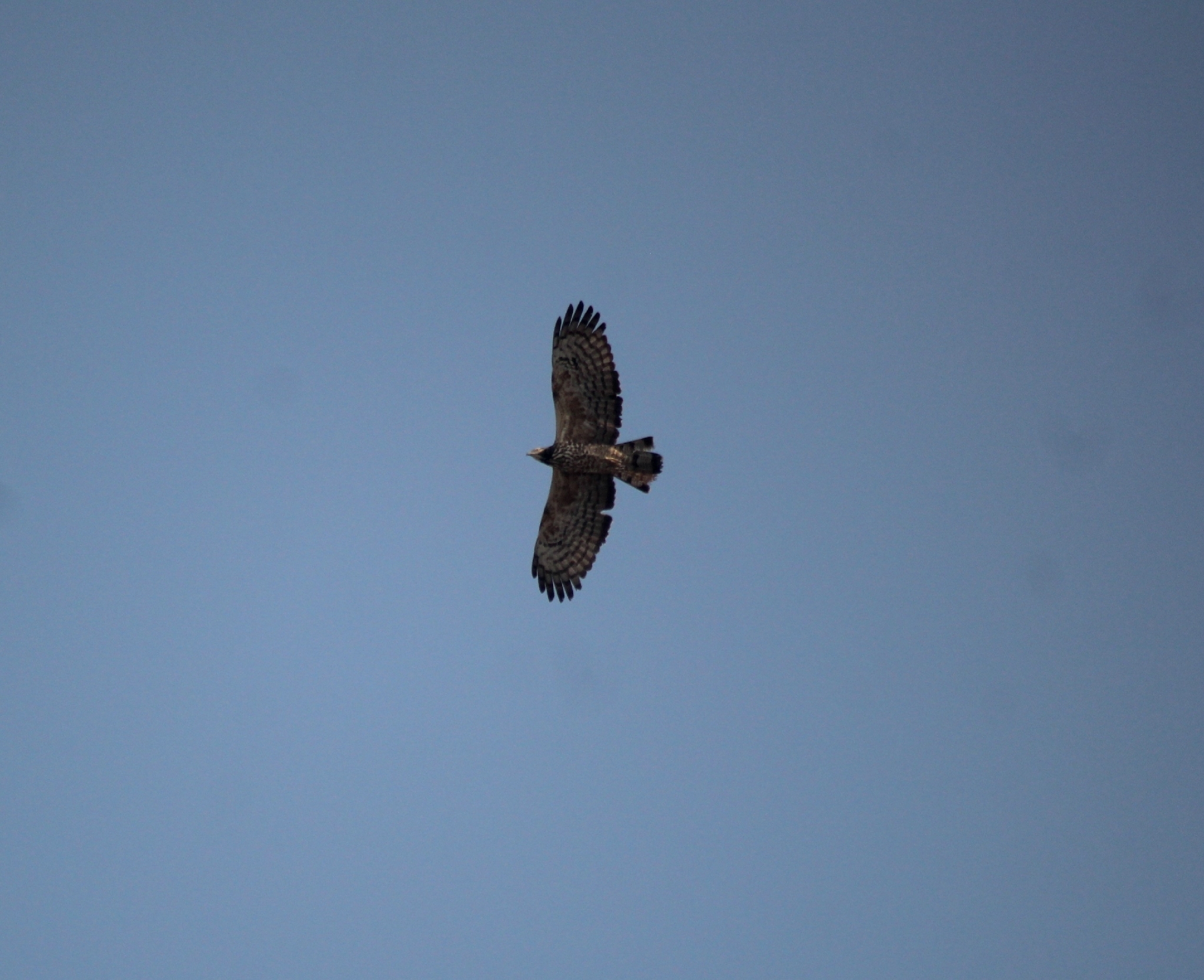 Crested Honey Buzzard (Pernis ptilorhynchus), photo 9