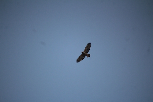 Crested Honey Buzzard (Pernis ptilorhynchus), photo 6