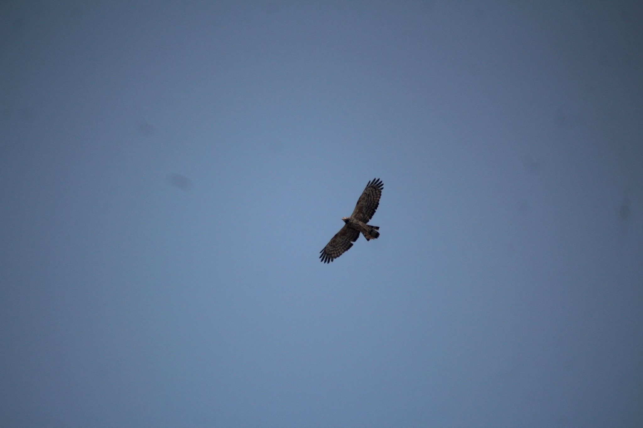 Crested Honey Buzzard (Pernis ptilorhynchus), photo 10