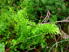 Rubia petiolaris