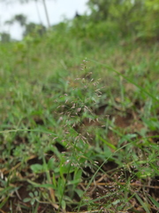 Eragrostis unioloides