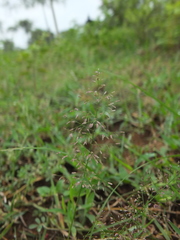 Eragrostis unioloides