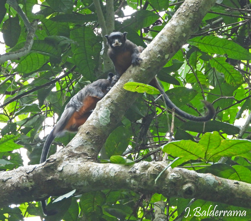 ムネアカタマリン