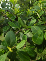 Erythroxylum monogynum