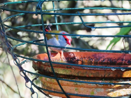 Red-browed Finch (Neochmia temporalis), photo 7
