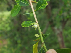Erythroxylum monogynum