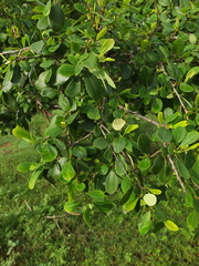 Erythroxylum monogynum